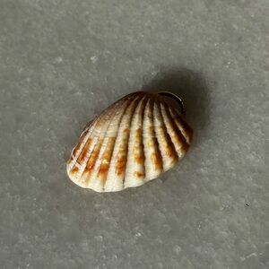 Elegant Broad Ribbed Cardita Shell Pendant